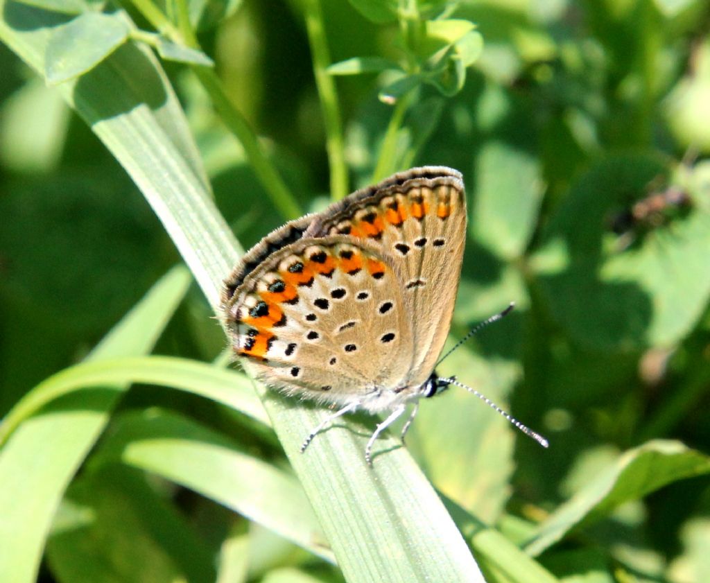 Plebejus... argus